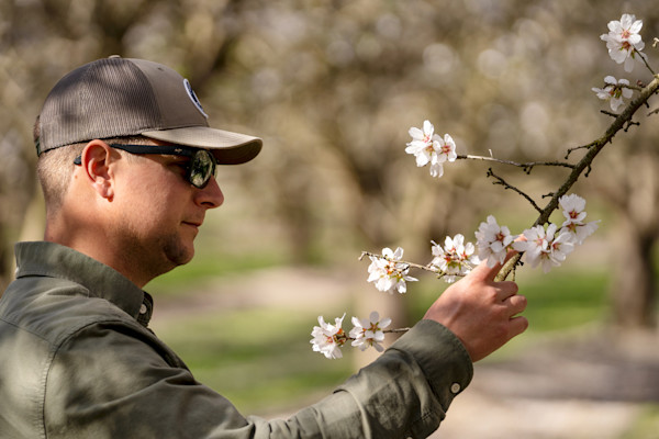 Farmer on an almond farm