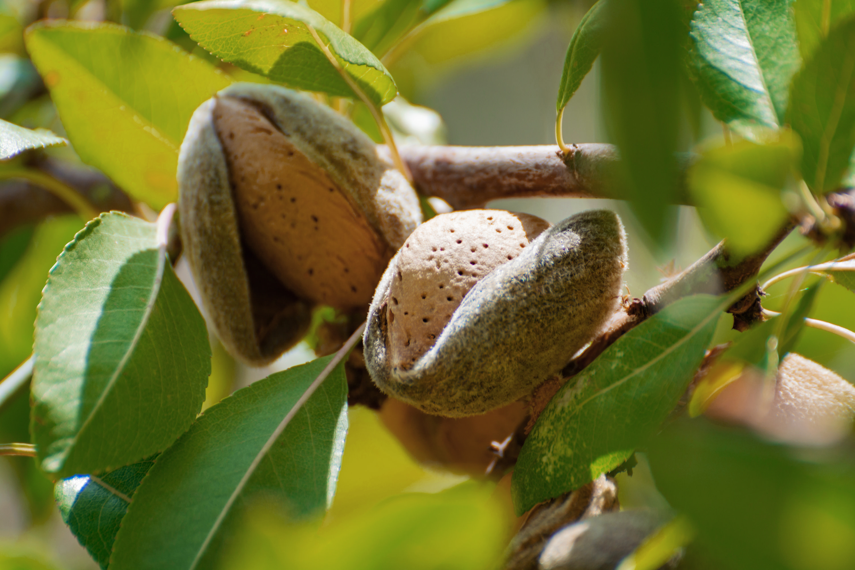 Almonds Growing