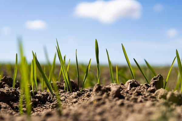 Seedlings sprouting out of the soil