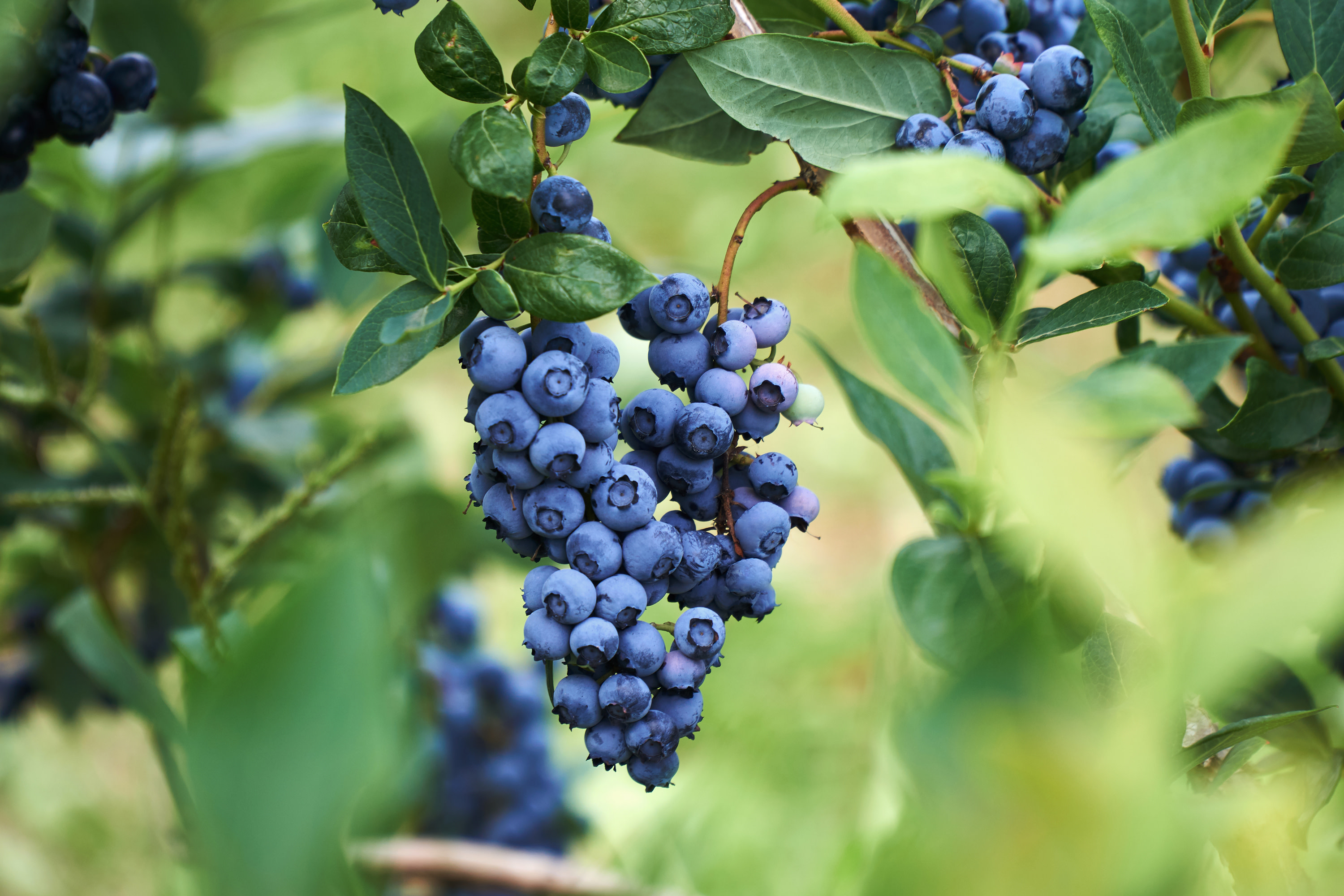 Blueberry Growing